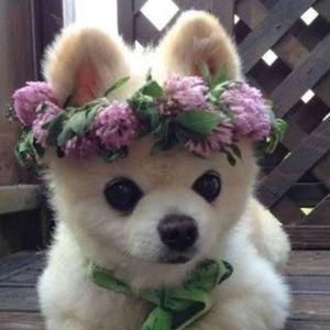 Meet your Posher, Yoselin